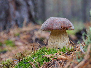 Картинка природа грибы белые