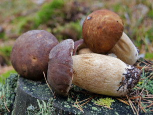 Картинка природа грибы белые