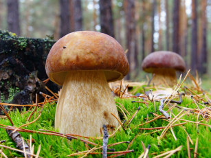 Картинка природа грибы белые