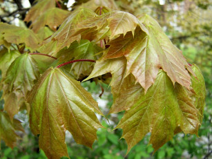 Картинка природа листья клен