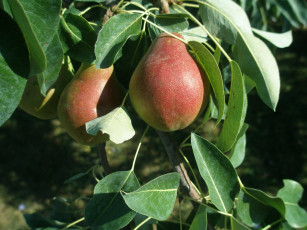 Картинка природа плоды яблоки ветка