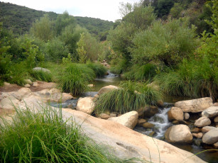 Картинка природа реки озера река кусты