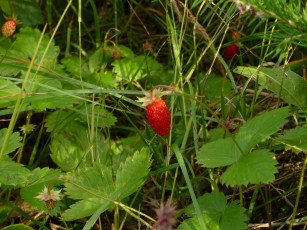 Картинка природа Ягоды земляника