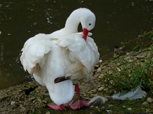 Картинка животные лебеди гусь