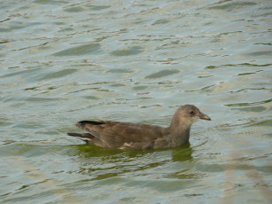 Картинка животные птицы вода птица