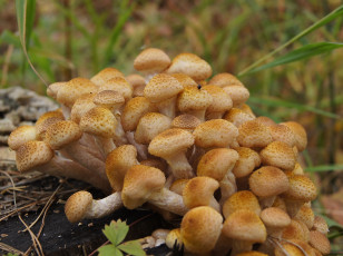 Картинка природа грибы семейка