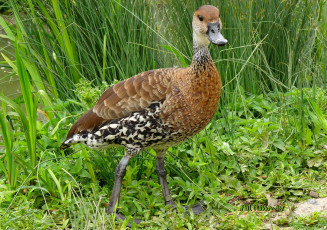 Картинка животные утки утка