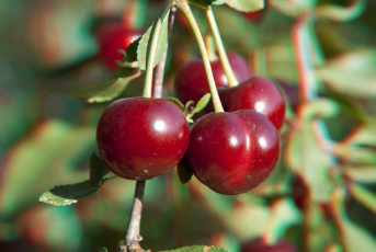 Картинка природа Ягоды вишни