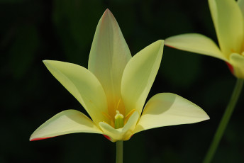 Картинка цветы тюльпаны лепестки