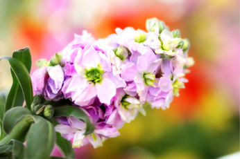 обоя цветы, левкой, матиола, розовый