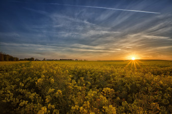 Картинка природа восходы закаты поле восход рапс