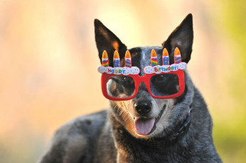 Картинка животные собаки очки забавный