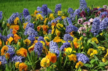 Картинка цветы разные вместе гиацинты виола