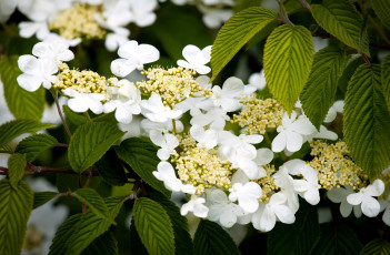 Картинка цветы цветущие деревья кустарники калина цветение