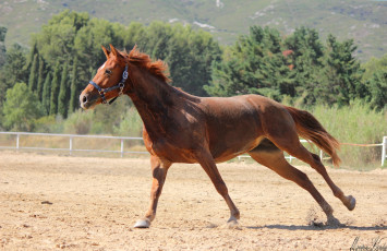 Картинка животные лошади гнедой красавец