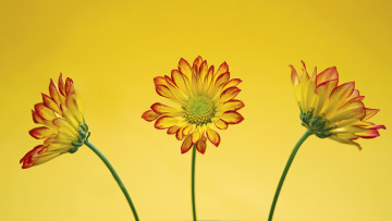 Картинка цветы хризантемы желтый