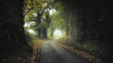 Картинка природа дороги лес дорога