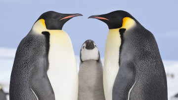 Картинка животные пингвины