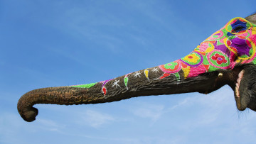 Картинка животные слоны хобот слон