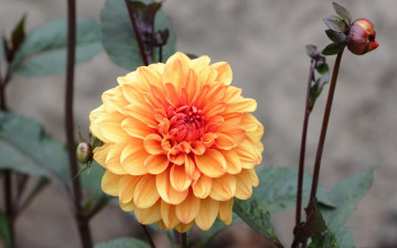 Картинка цветы георгины георгин желто-розовый бутоны серый фон цветок