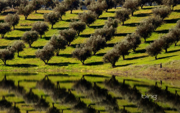 Картинка природа деревья сад река отражение