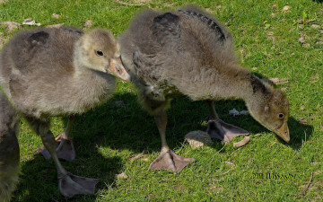 Картинка животные гуси