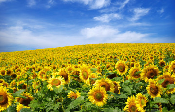 Картинка цветы подсолнухи