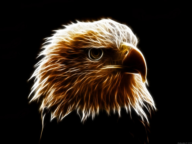 Обои картинки фото 3д, графика, animals, животные, орел