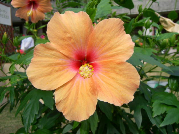 Обои картинки фото цветы, гибискусы