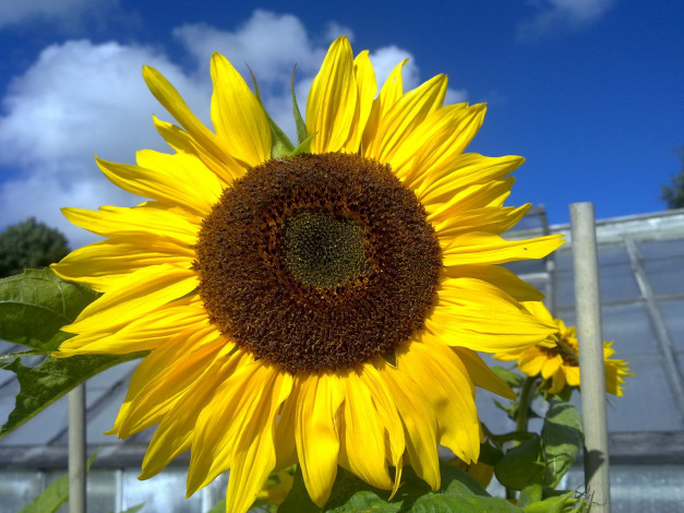 Обои картинки фото цветы, подсолнухи, подсолнух