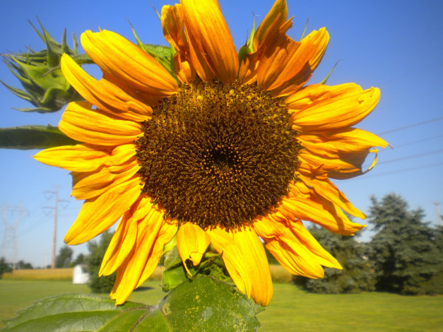 Обои картинки фото цветы, подсолнухи, подсолнух