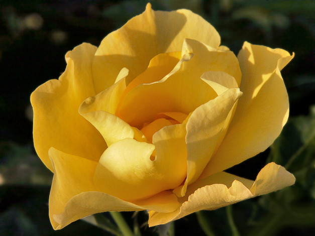 Обои картинки фото цветы, розы, бутоны