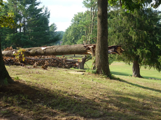 Обои картинки фото природа, деревья, трава