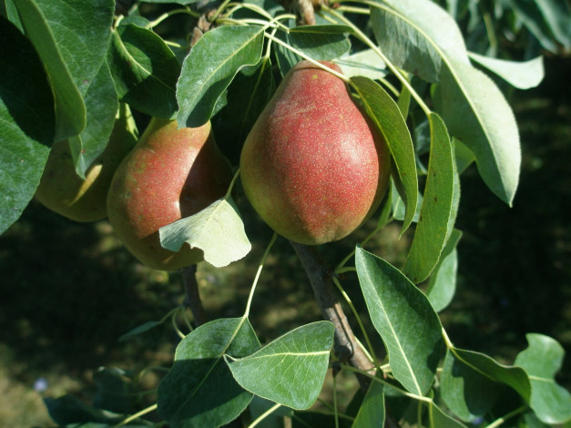 Обои картинки фото природа, плоды, яблоки, ветка