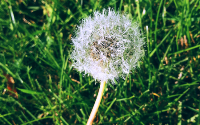 Обои картинки фото одуван, цветы, одуванчики, пух, одуванчик
