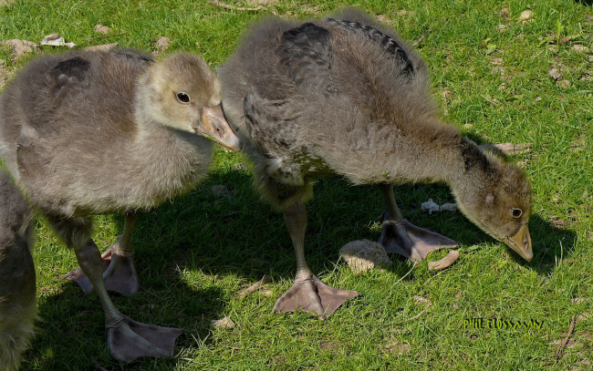 Обои картинки фото животные, гуси