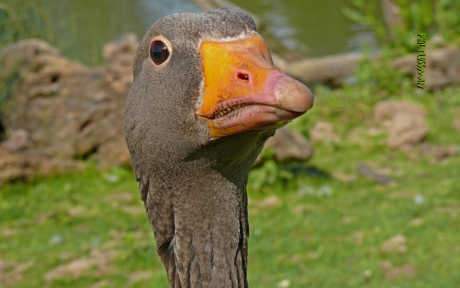 Обои картинки фото животные, гуси, гусь