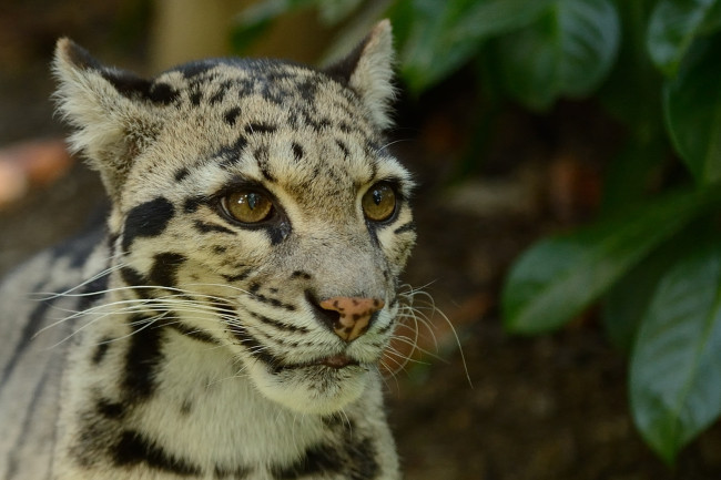 Обои картинки фото животные, леопарды, дымчатый, леопард, морда