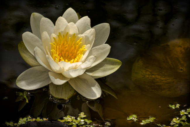 Обои картинки фото цветы, лилии, водяные, нимфеи, кувшинки, нимфея