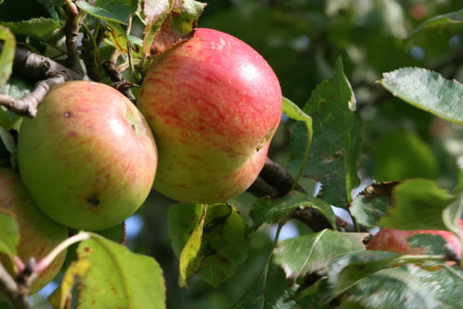 Обои картинки фото природа, плоды, черный, белый, котенок, маленький