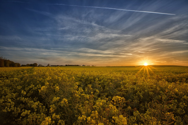 Обои картинки фото природа, восходы, закаты, поле, восход, рапс