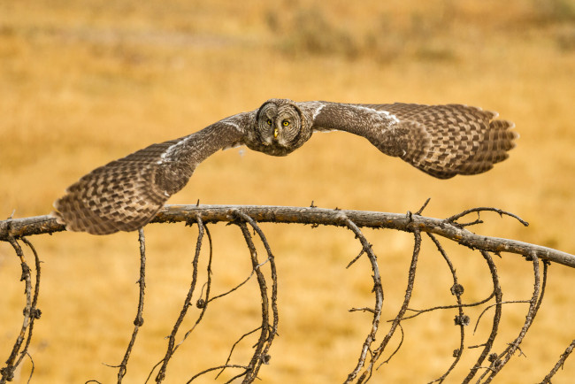 Обои картинки фото животные, совы, бородатая, неясыть, great, grey, owl, lapland