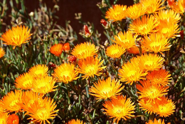 Обои картинки фото цветы, аизовые, желтый