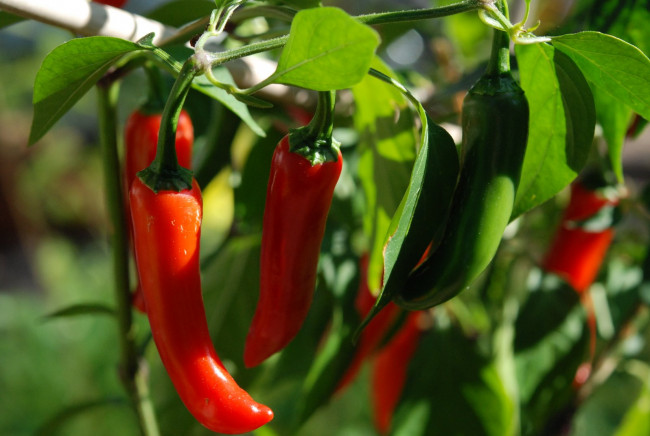 Обои картинки фото природа, плоды, перец