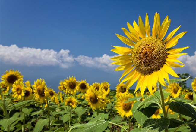 Обои картинки фото цветы, подсолнухи, подсолнух