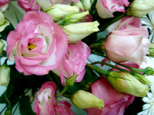 Картинка цветы эустома букет много