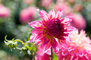 Картинка цветы георгины бутон георгин лепестки цветение