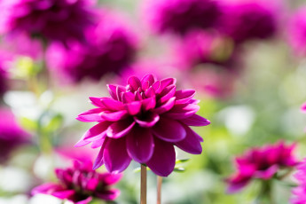 Картинка цветы георгины лепестки бутон цветение георгин