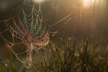 Картинка природа макро капли роса утро паутина