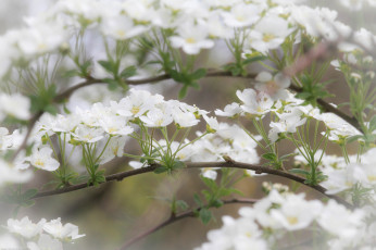 Картинка цветы цветущие+деревья+ +кустарники листики ветка нежно цветение цветочки